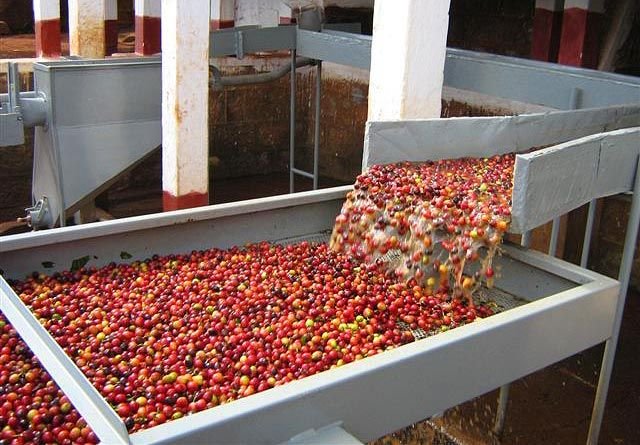 wet coffee processing