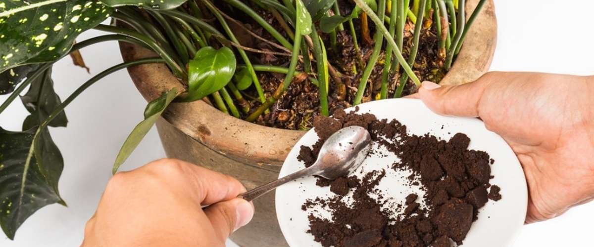 What Plants Like Coffee Grounds?